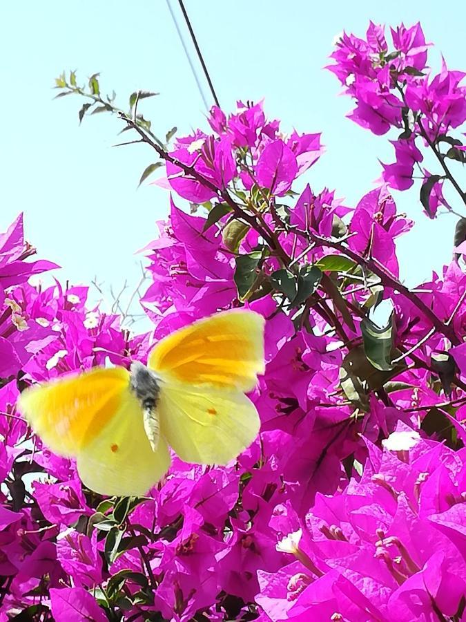 Lemon Tree Cottage Finikounta Dış mekan fotoğraf