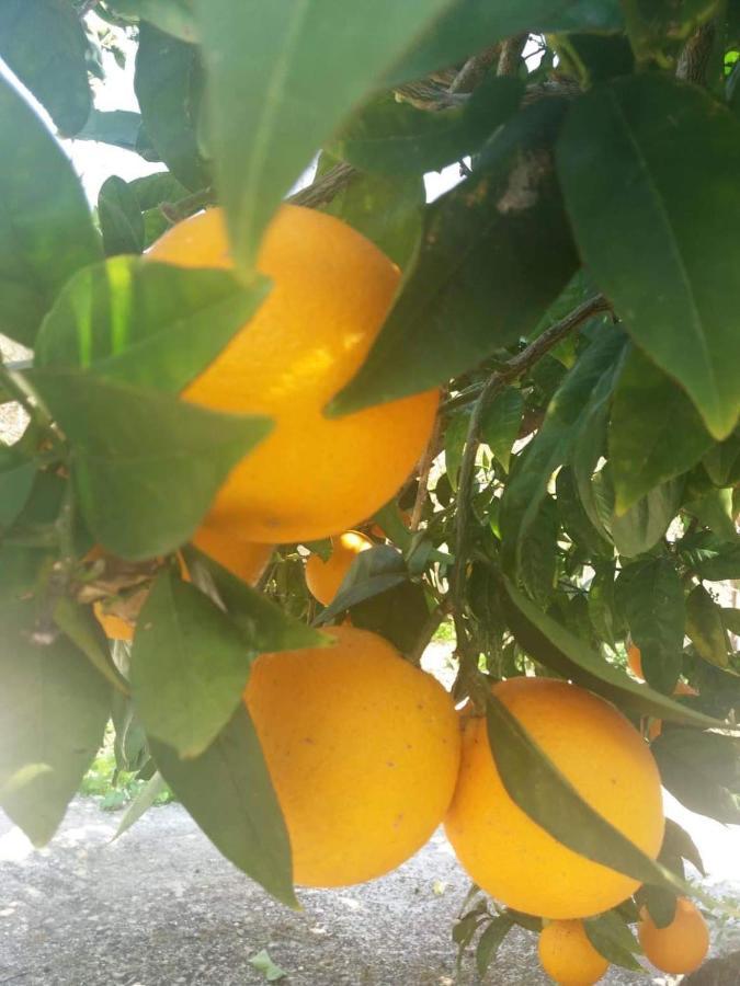 Lemon Tree Cottage Finikounta Dış mekan fotoğraf