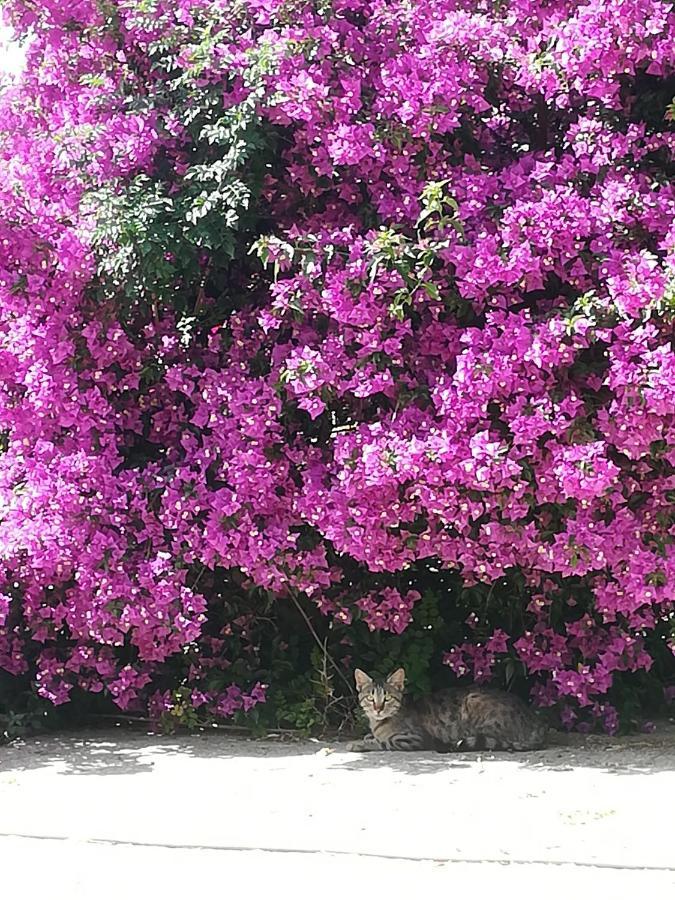 Lemon Tree Cottage Finikounta Dış mekan fotoğraf