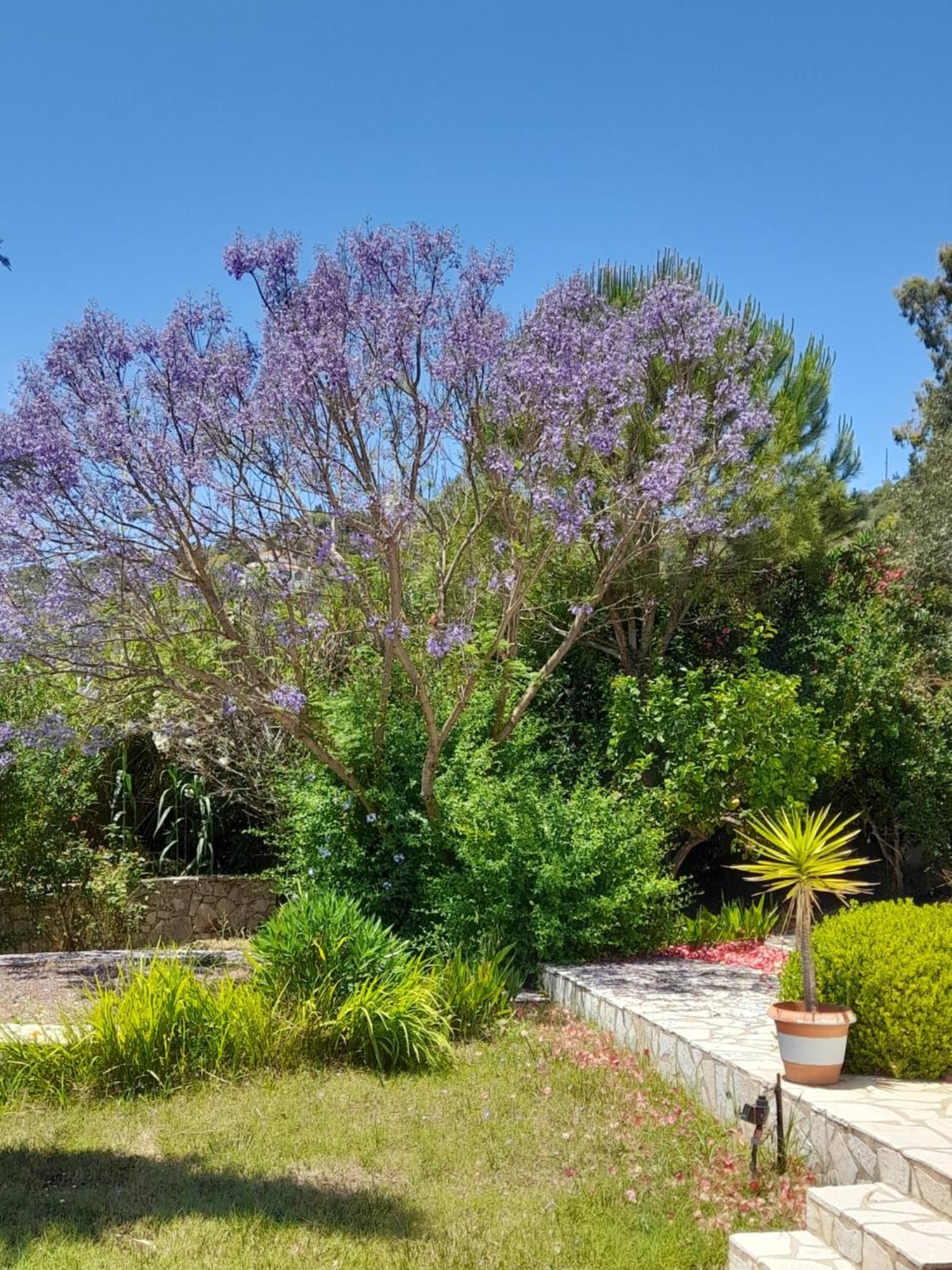 Lemon Tree Cottage Finikounta Dış mekan fotoğraf